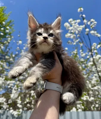 Maine Coon kitten