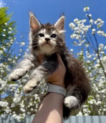 Maine Coon kitten