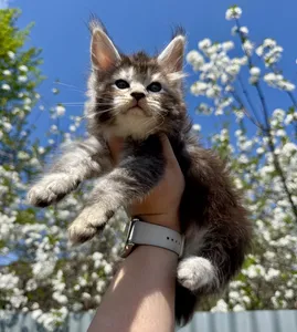 Maine Coon kitten