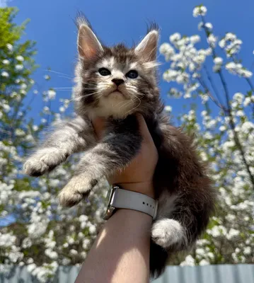 Maine Coon kitten