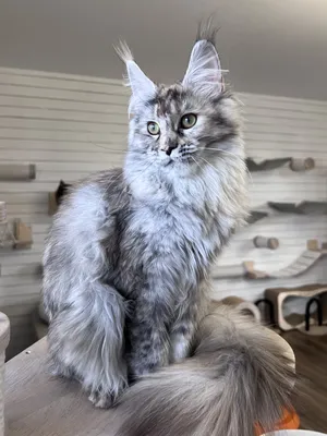 Котенок мейн-кун