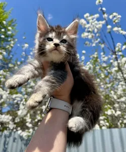 Persephone