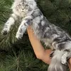 Tutsy - фото 1