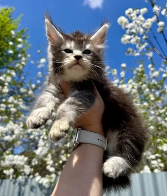 Maine Coon kitten
