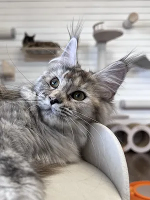 Котенок мейн-кун