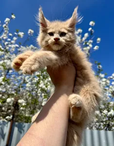 Maine Coon kitten