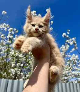 Maine Coon kitten
