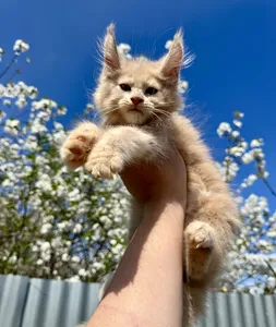Maine Coon kitten