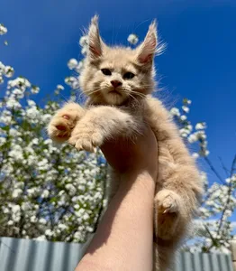 Maine Coon kitten