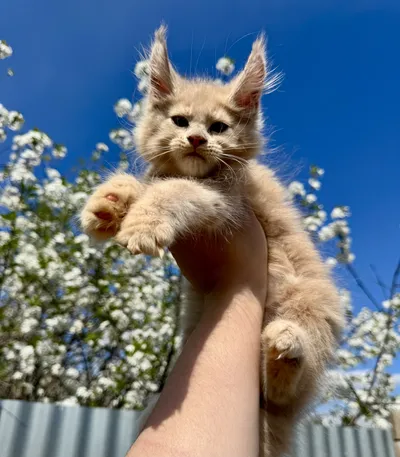 Котенок мейн-кун