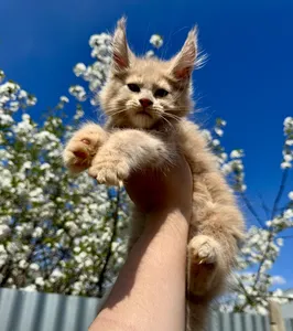 Maine Coon kitten
