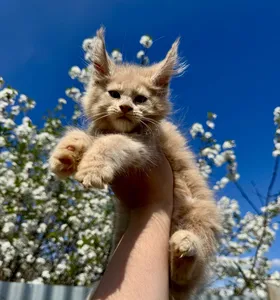 Maine Coon kitten