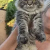 Продан через mainecoon-russia.ru_Uorry - фото 2
