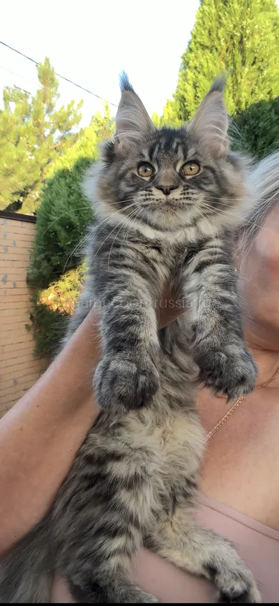 Uorry — Maine Coon kitten, Tortie Mac Tabby MCO f 23