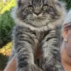 Продан через mainecoon-russia.ru_Uorry - фото 3