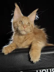 Котенок мейн-кун