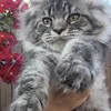Видео котёнка Продан через mainecoon-russia.ru_Uorry