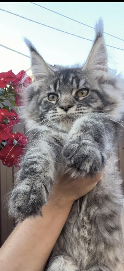 Uorry — Maine Coon kitten, Tortie Mac Tabby MCO f 23