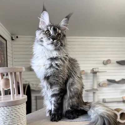 Котенок мейн-кун