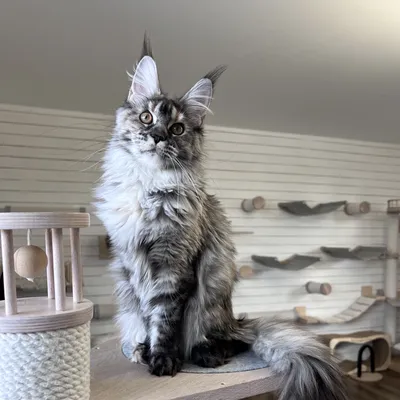 Котенок мейн-кун