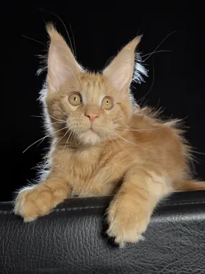 Maine Coon kitten