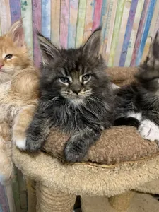 Maine Coon kitten