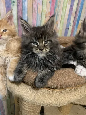 Maine Coon kitten