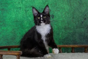 Maine Coon kitten