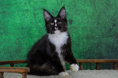 Maine Coon kitten