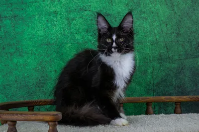 Maine Coon kitten