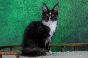 Maine Coon kitten