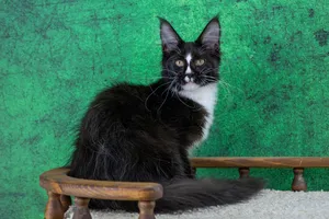 Maine Coon kitten