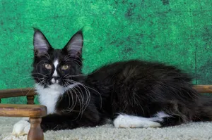 Maine Coon kitten