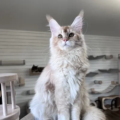 Котенок мейн-кун