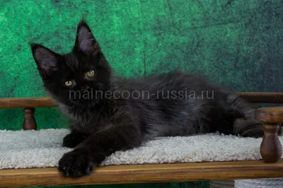 Maine Coon kitten