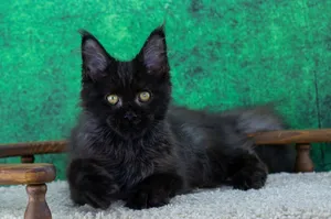 Котенок мейн-кун