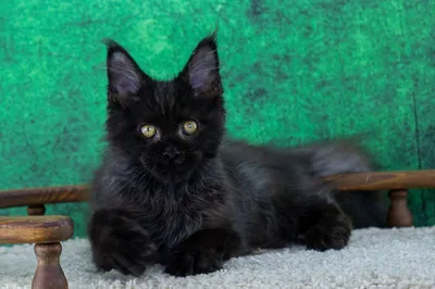 Котенок мейн-кун