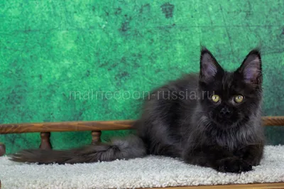 Maine Coon kitten