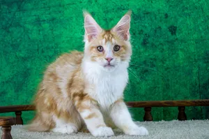 Maine Coon kitten
