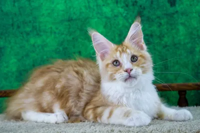 Котенок мейн-кун