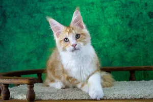 Maine Coon kitten
