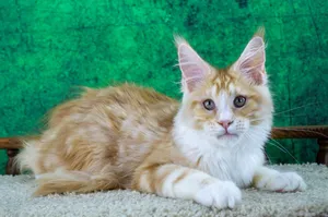 Maine Coon kitten