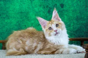 Maine Coon kitten