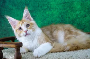 Maine Coon kitten