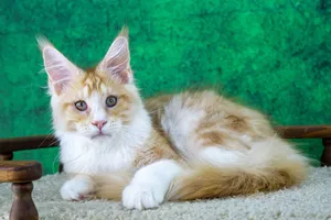 Maine Coon kitten