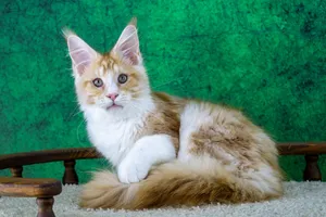 Maine Coon kitten