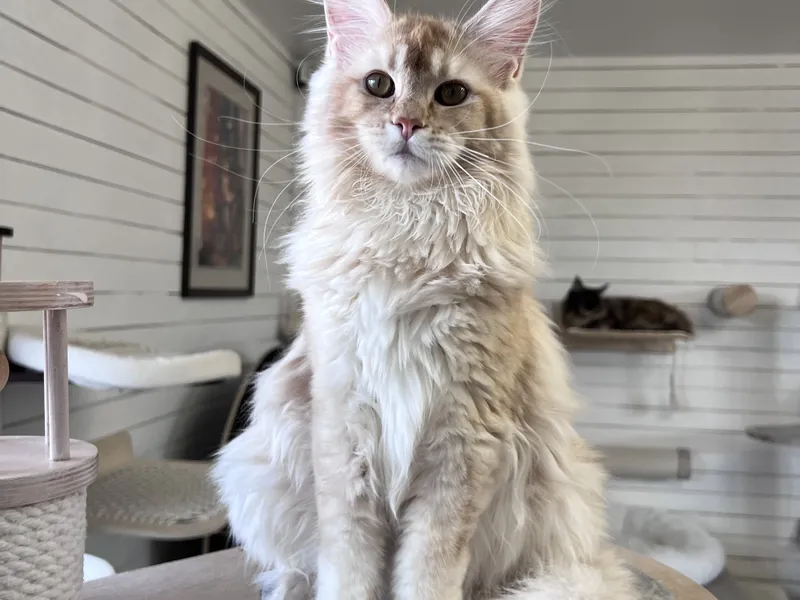 Maine Coon kitten Красный тикированный  на  серебре MCO ds 25 Boy