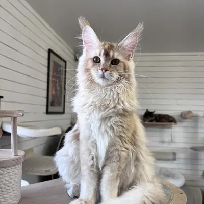 Котенок мейн-кун