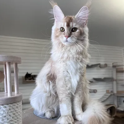 Котенок мейн-кун