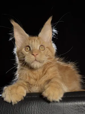 Maine Coon kitten